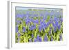 Blue Grape Hyacinths-Ivonnewierink-Framed Photographic Print