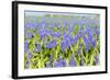 Blue Grape Hyacinths-Ivonnewierink-Framed Photographic Print