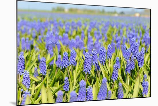 Blue Grape Hyacinths-Ivonnewierink-Mounted Photographic Print