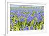 Blue Grape Hyacinths-Ivonnewierink-Framed Photographic Print