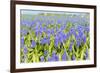 Blue Grape Hyacinths-Ivonnewierink-Framed Photographic Print