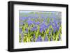 Blue Grape Hyacinths-Ivonnewierink-Framed Photographic Print