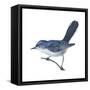 Blue-Gray Gnatcatcher (Polioptila Caerulea), Birds-Encyclopaedia Britannica-Framed Stretched Canvas