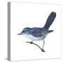 Blue-Gray Gnatcatcher (Polioptila Caerulea), Birds-Encyclopaedia Britannica-Stretched Canvas