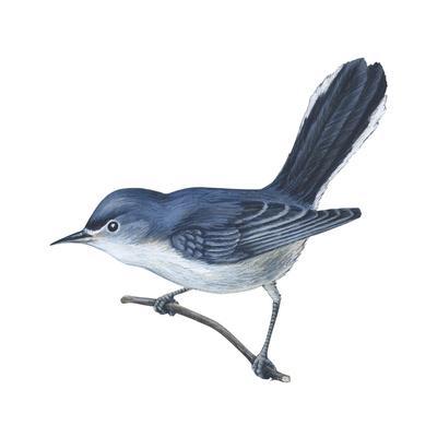https://imgc.allpostersimages.com/img/posters/blue-gray-gnatcatcher-polioptila-caerulea-birds_u-L-Q1104E30.jpg?artPerspective=n