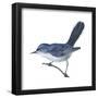 Blue-Gray Gnatcatcher (Polioptila Caerulea), Birds-Encyclopaedia Britannica-Framed Poster