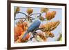 Blue-Gray Tanager Perched on Immortal Tree-Ken Archer-Framed Photographic Print