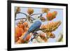 Blue-Gray Tanager Perched on Immortal Tree-Ken Archer-Framed Photographic Print