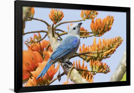 Blue-Gray Tanager Perched on Immortal Tree-Ken Archer-Framed Photographic Print