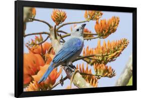 Blue-Gray Tanager Perched on Immortal Tree-Ken Archer-Framed Photographic Print