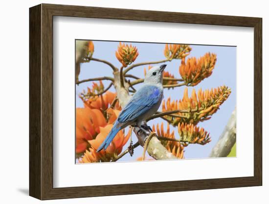 Blue-Gray Tanager Perched on Immortal Tree-Ken Archer-Framed Photographic Print