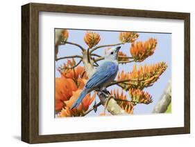 Blue-Gray Tanager Perched on Immortal Tree-Ken Archer-Framed Photographic Print