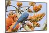 Blue-Gray Tanager Perched on Immortal Tree-Ken Archer-Mounted Photographic Print