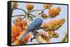 Blue-Gray Tanager Perched on Immortal Tree-Ken Archer-Framed Stretched Canvas