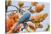 Blue-Gray Tanager Perched on Immortal Tree-Ken Archer-Stretched Canvas