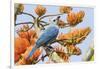 Blue-Gray Tanager Perched on Immortal Tree-Ken Archer-Framed Photographic Print