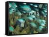Blue-Green Chromis in Hard Coral, Papua New Guinea-Michele Westmorland-Framed Stretched Canvas