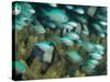 Blue-Green Chromis in Hard Coral, Papua New Guinea-Michele Westmorland-Stretched Canvas