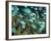 Blue-Green Chromis in Hard Coral, Papua New Guinea-Michele Westmorland-Framed Photographic Print