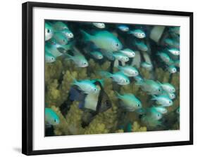 Blue-Green Chromis in Hard Coral, Papua New Guinea-Michele Westmorland-Framed Photographic Print