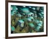 Blue-Green Chromis in Hard Coral, Papua New Guinea-Michele Westmorland-Framed Photographic Print