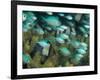 Blue-Green Chromis in Hard Coral, Papua New Guinea-Michele Westmorland-Framed Photographic Print