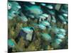 Blue-Green Chromis in Hard Coral, Papua New Guinea-Michele Westmorland-Mounted Photographic Print