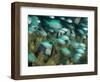 Blue-Green Chromis in Hard Coral, Papua New Guinea-Michele Westmorland-Framed Photographic Print