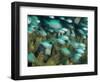 Blue-Green Chromis in Hard Coral, Papua New Guinea-Michele Westmorland-Framed Photographic Print