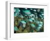 Blue-Green Chromis in Hard Coral, Papua New Guinea-Michele Westmorland-Framed Photographic Print