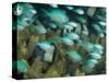 Blue-Green Chromis in Hard Coral, Papua New Guinea-Michele Westmorland-Stretched Canvas