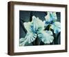 Blue Green Iris-Kari Taylor-Framed Giclee Print