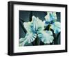 Blue Green Iris-Kari Taylor-Framed Giclee Print