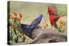 Blue grosbeak and male Northern cardinal fighting. Rio Grande Valley, Texas-Adam Jones-Stretched Canvas