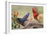 Blue grosbeak and male Northern cardinal fighting. Rio Grande Valley, Texas-Adam Jones-Framed Photographic Print