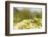 Blue grosbeak male perched on American black elderberry, Marion County, Illinois.-Richard & Susan Day-Framed Photographic Print