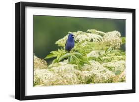 Blue grosbeak male perched on American black elderberry, Marion County, Illinois.-Richard & Susan Day-Framed Photographic Print