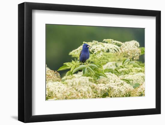 Blue grosbeak male perched on American black elderberry, Marion County, Illinois.-Richard & Susan Day-Framed Photographic Print