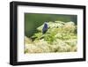 Blue grosbeak male perched on American black elderberry, Marion County, Illinois.-Richard & Susan Day-Framed Photographic Print