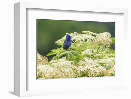 Blue grosbeak male perched on American black elderberry, Marion County, Illinois.-Richard & Susan Day-Framed Photographic Print