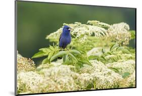 Blue grosbeak male perched on American black elderberry, Marion County, Illinois.-Richard & Susan Day-Mounted Photographic Print