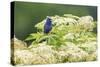 Blue grosbeak male perched on American black elderberry, Marion County, Illinois.-Richard & Susan Day-Stretched Canvas