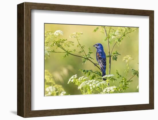 Blue grosbeak male perched on poison hemlock, Marion County, Illinois.-Richard & Susan Day-Framed Photographic Print