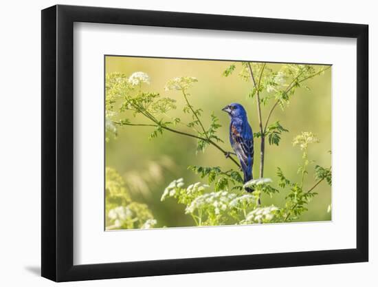 Blue grosbeak male perched on poison hemlock, Marion County, Illinois.-Richard & Susan Day-Framed Photographic Print