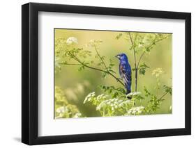 Blue grosbeak male perched on poison hemlock, Marion County, Illinois.-Richard & Susan Day-Framed Photographic Print