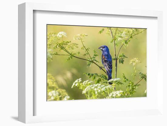 Blue grosbeak male perched on poison hemlock, Marion County, Illinois.-Richard & Susan Day-Framed Photographic Print