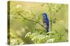 Blue grosbeak male perched on poison hemlock, Marion County, Illinois.-Richard & Susan Day-Stretched Canvas