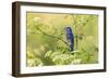 Blue grosbeak male perched on poison hemlock, Marion County, Illinois.-Richard & Susan Day-Framed Photographic Print