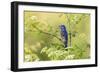 Blue grosbeak male perched on poison hemlock, Marion County, Illinois.-Richard & Susan Day-Framed Photographic Print