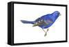 Blue Grosbeak (Passerina Caerulea), Birds-Encyclopaedia Britannica-Framed Stretched Canvas